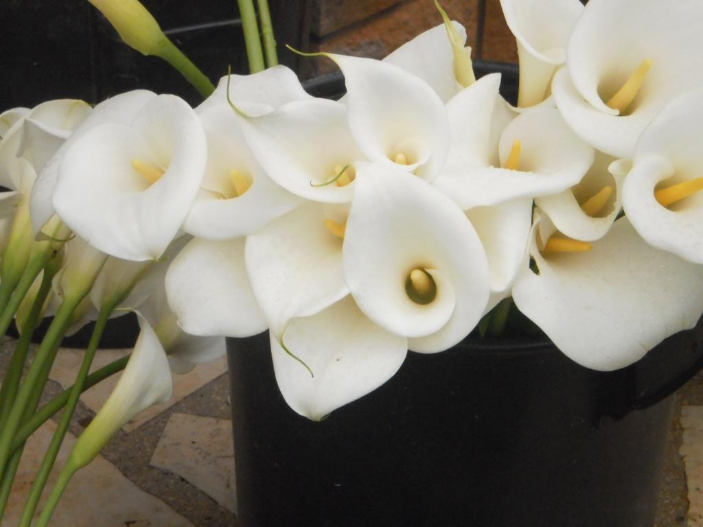 Valeriana Apartment Pula Luaran gambar
